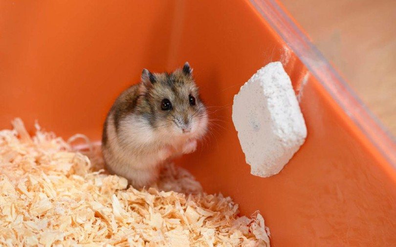 scared hamster