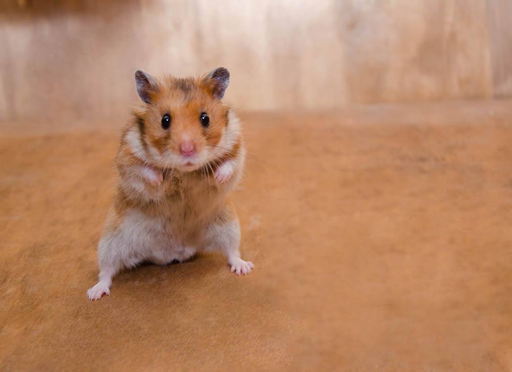 scared hamster