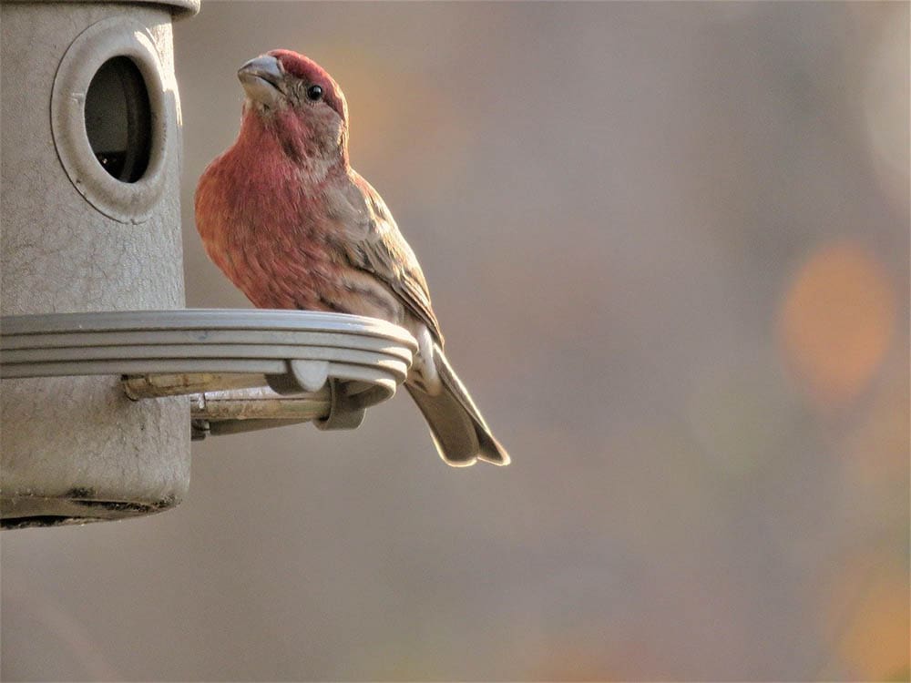 scarlet finch
