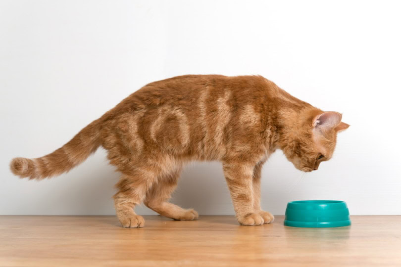 scatish fold cat looking at his food