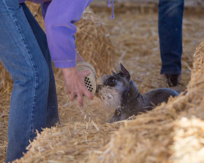 schnauzer dog checking out a tube with a rat in it