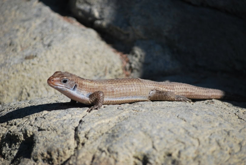 schneider's skink_Linda Thornton_Pixabay