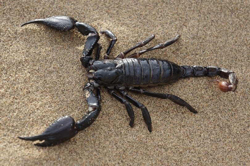scorpion in desert
