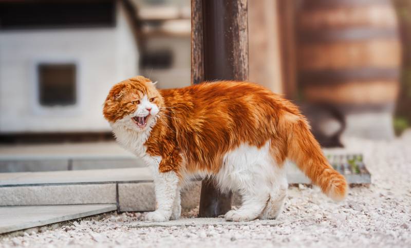 scottish fold orange cat on the streets