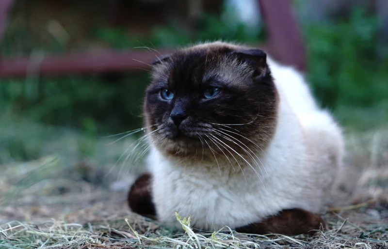 scottish fold siamese mix cat