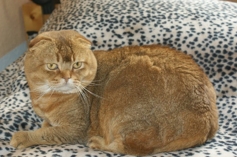 scottish fold_Karin Wördehoff_Pixabay
