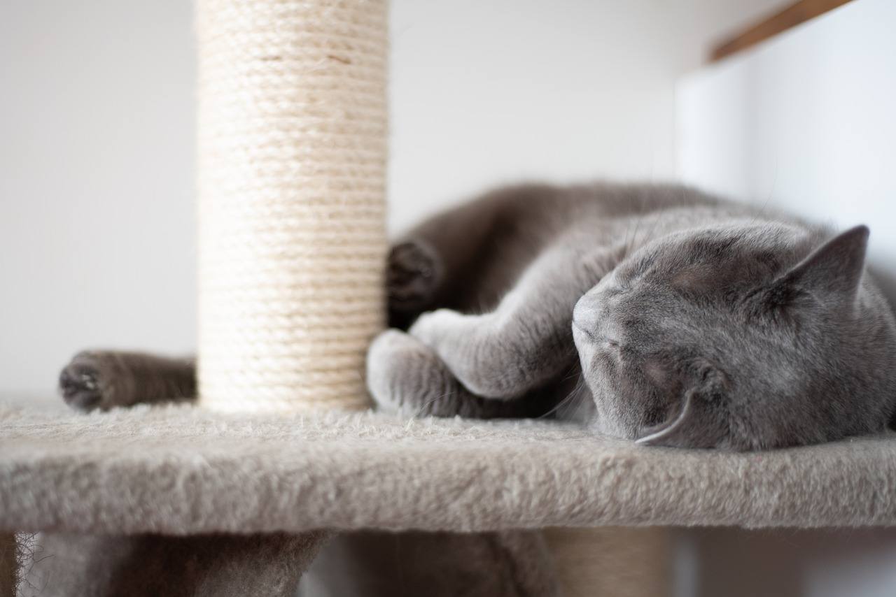 scratching post