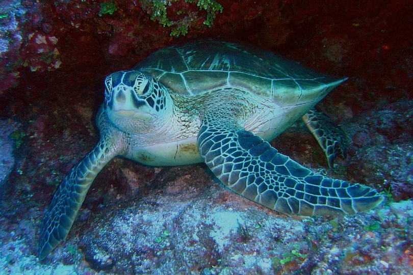 sea turtle underneath water