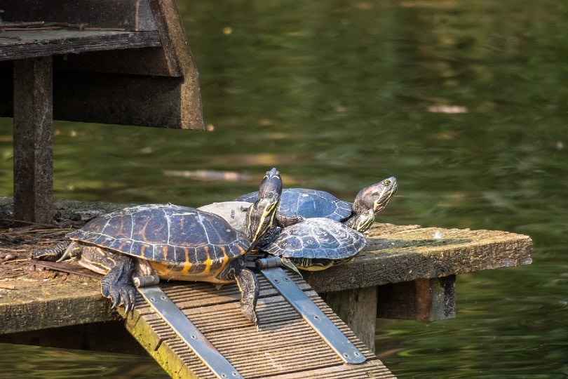 sea turtles