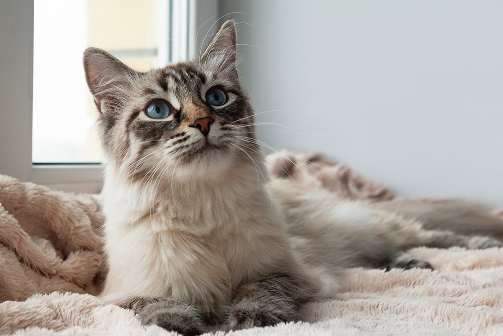 seal lynx cat with blue eyes