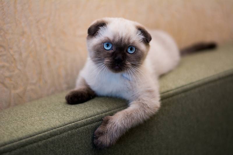 seal point munchkin cat on the couch