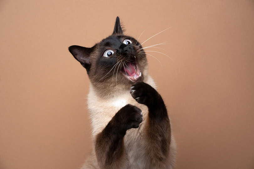 seal point siamese cat making funny face