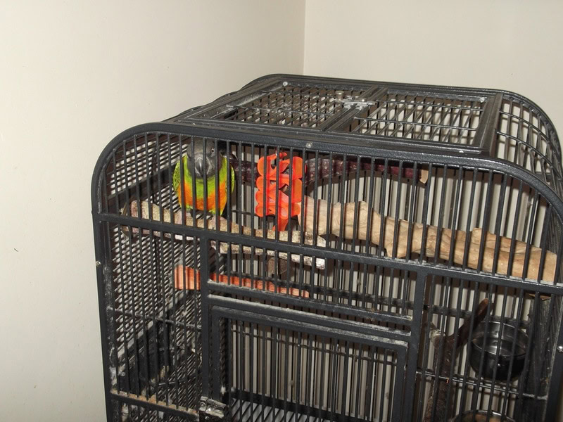 senegal parrot inside cage