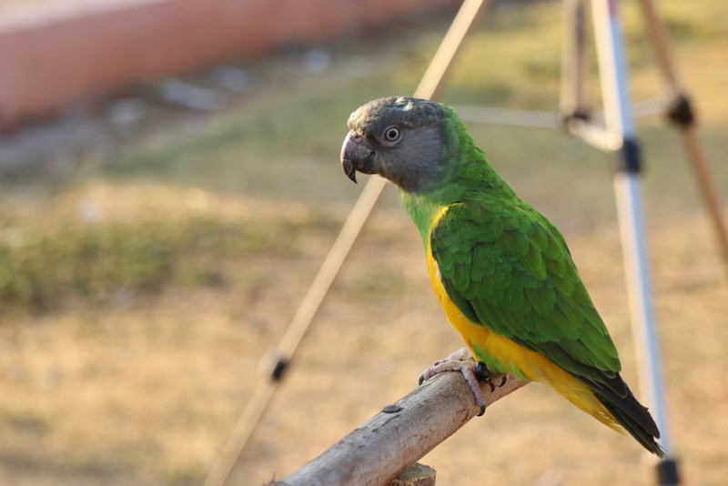 senegal parrot