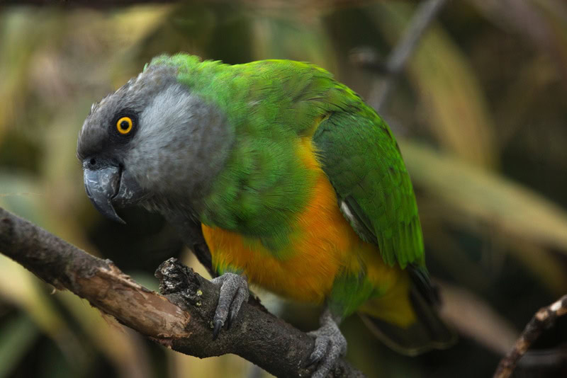 senegal parrot
