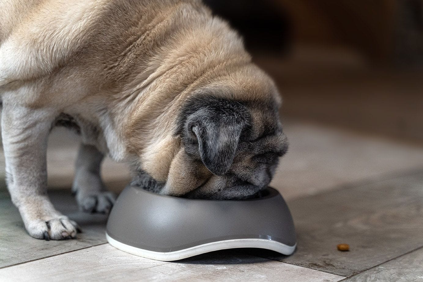 senior pug eating