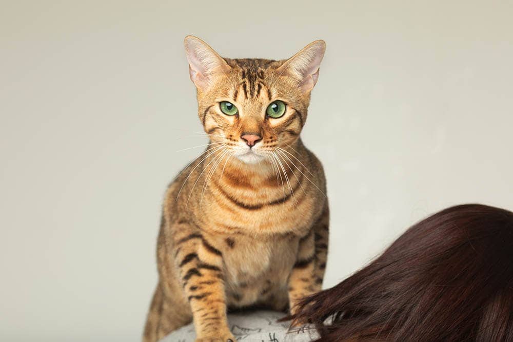 serengeti cat on a woman's back