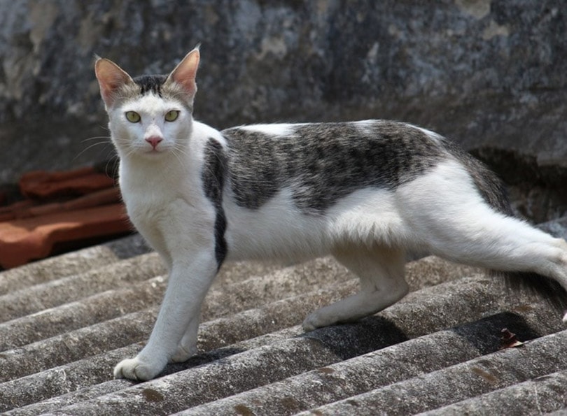 serrade petit cat walking on the roof
