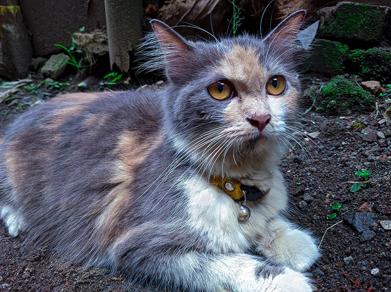 shaded blue cream turkish angora cat