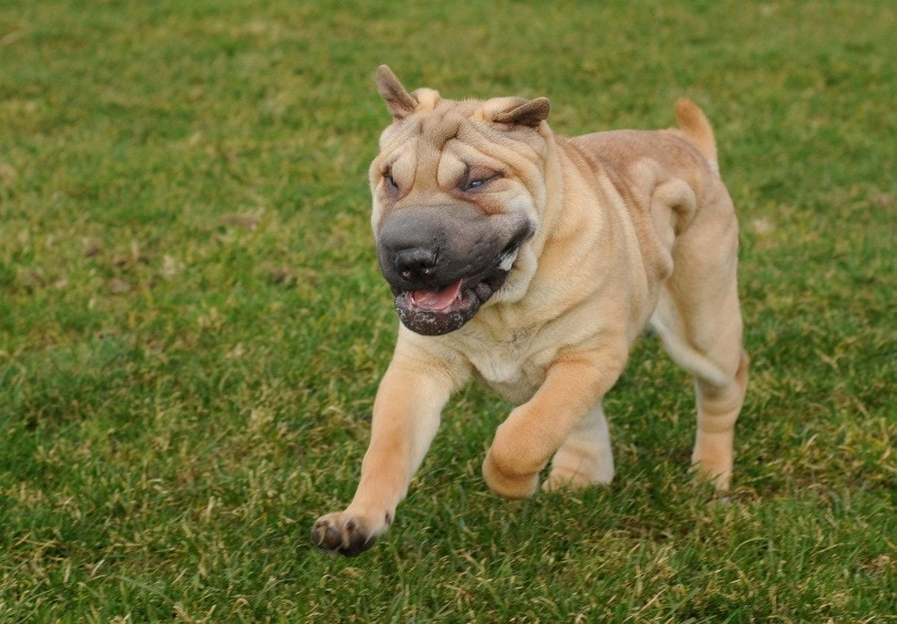 shar-pei dog_Christel SAGNIEZ_Pixabay