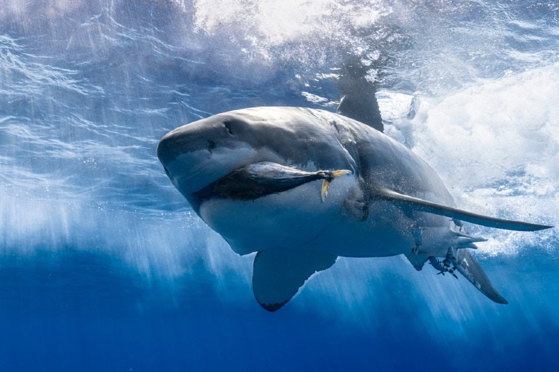 shark eating fish