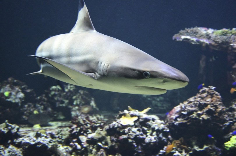 shark swimming underwater