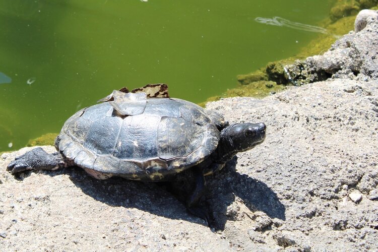 shedding-turtle