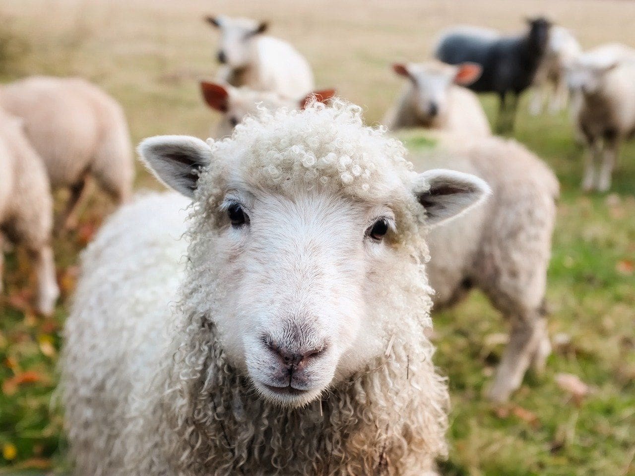 sheep close up