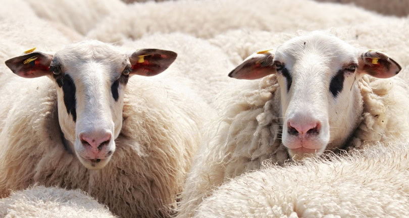 sheep with thick wool
