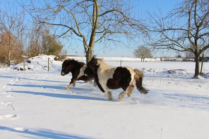 shetland pony