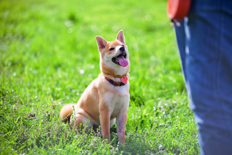 shiba inu dog sitting in front of its owner