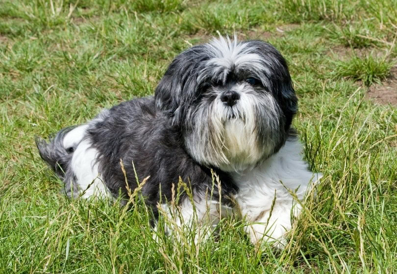 shit tzu_No-longer-here_Pixabay