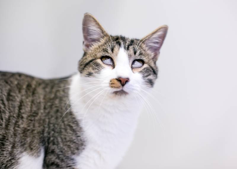 shorthair cat with a severe case of Haw's syndrome, where the third eyelids or nictating membranes are covering both eyes