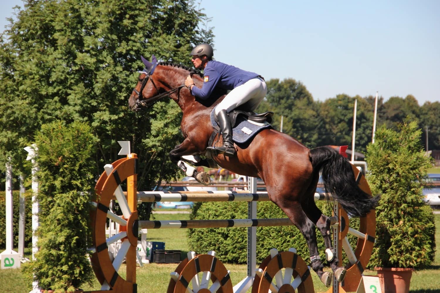 Show Horse