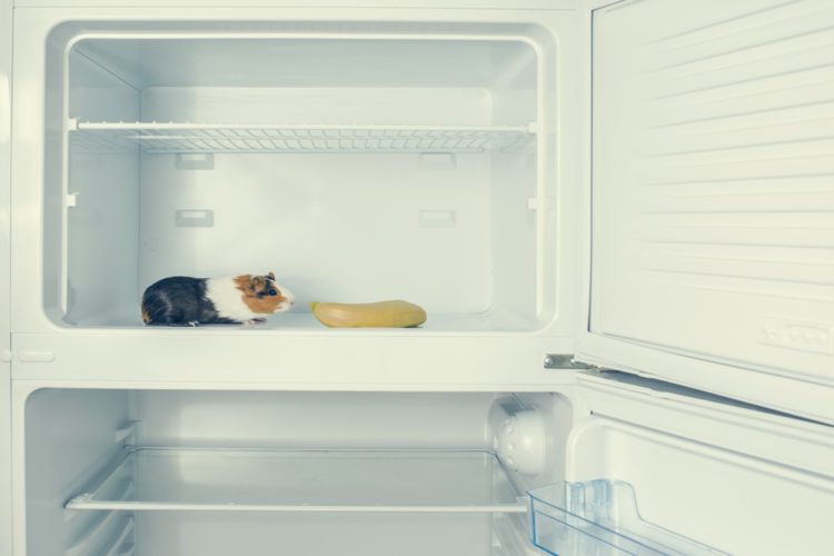 guinea pig in fridge