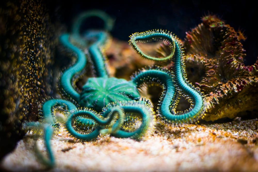 green brittle starfish