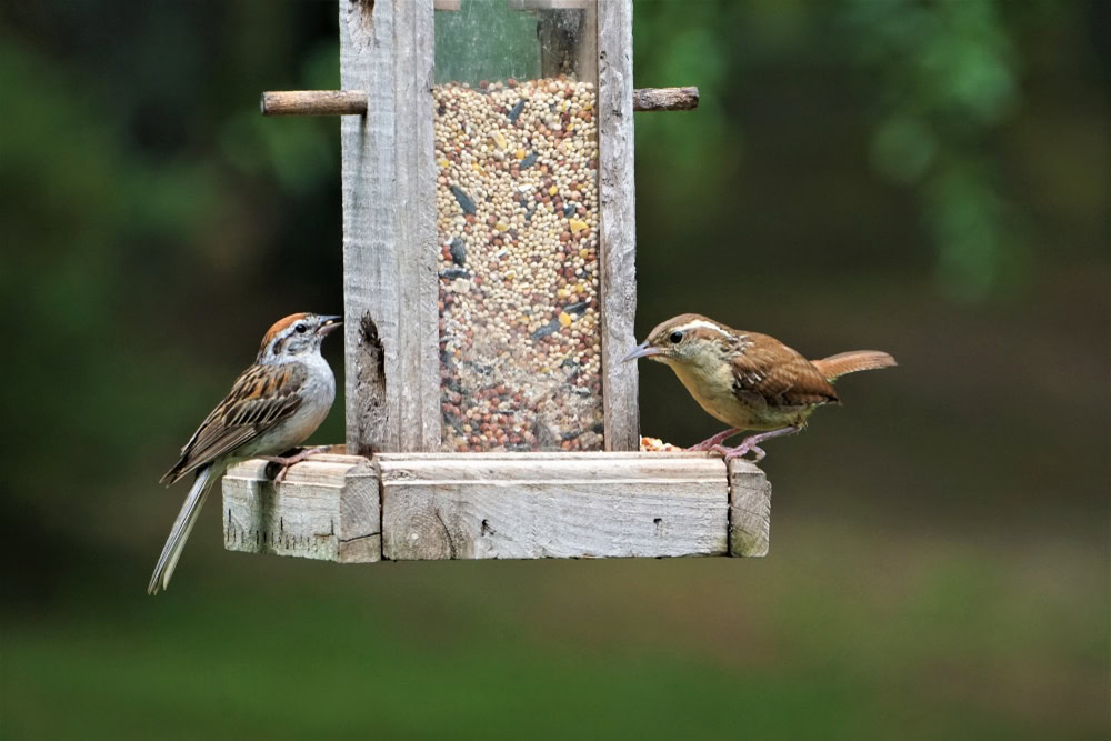 Bird Feeder Carolina Birds