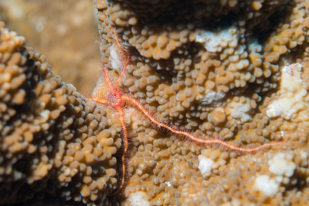 red serpent starfish