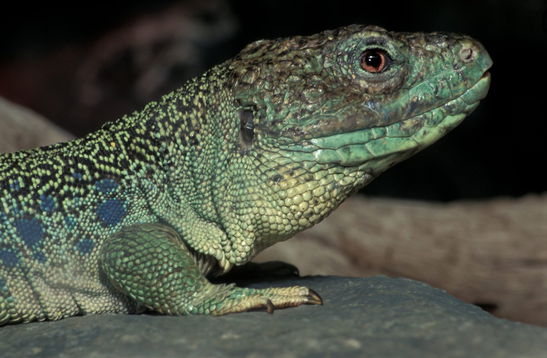 Jewelled Lacerta