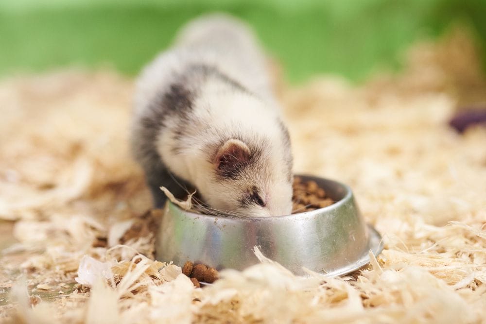 a ferret eating food