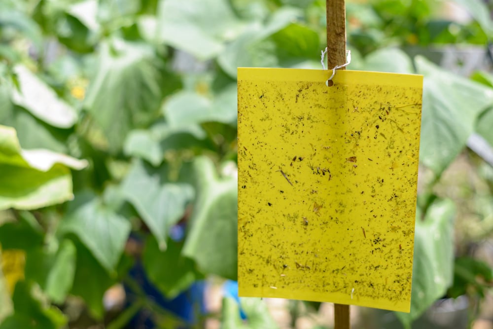 Yellow sticky traps