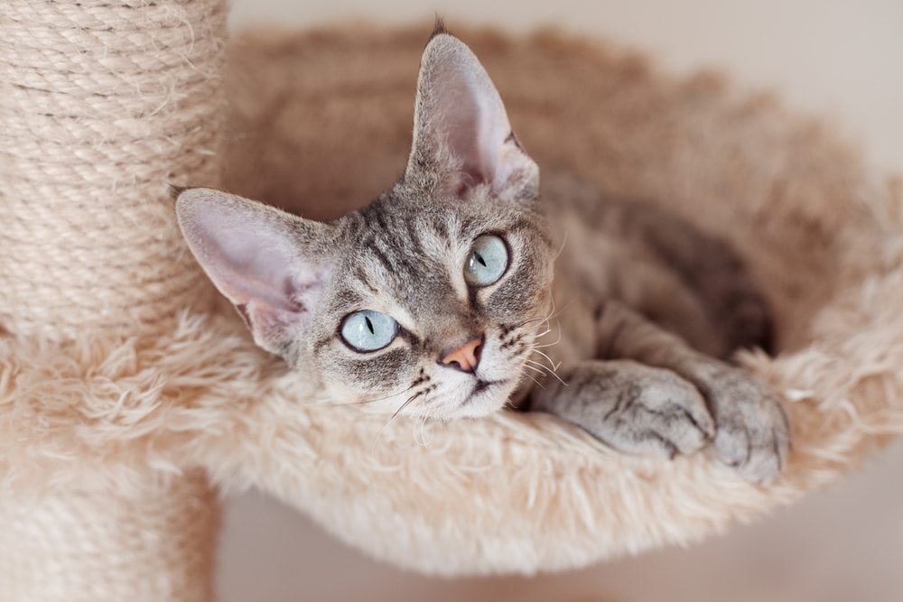 devon rex