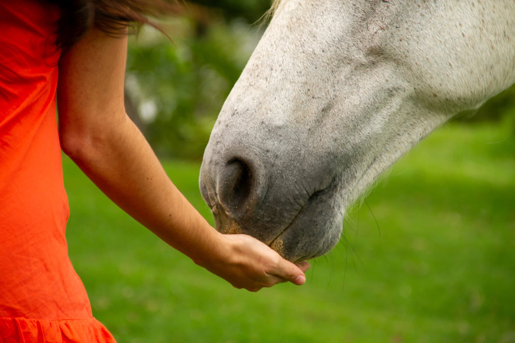 Horse eating