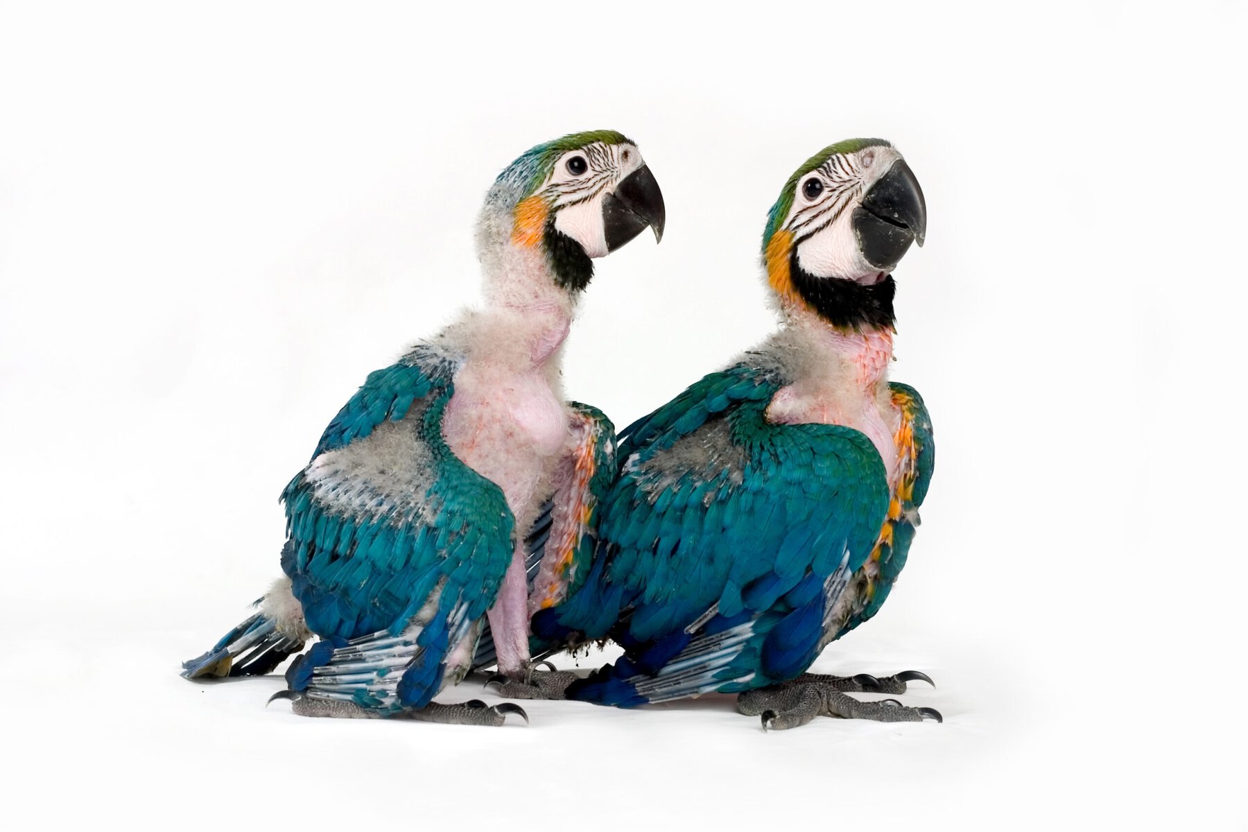 Two baby macaws on white background