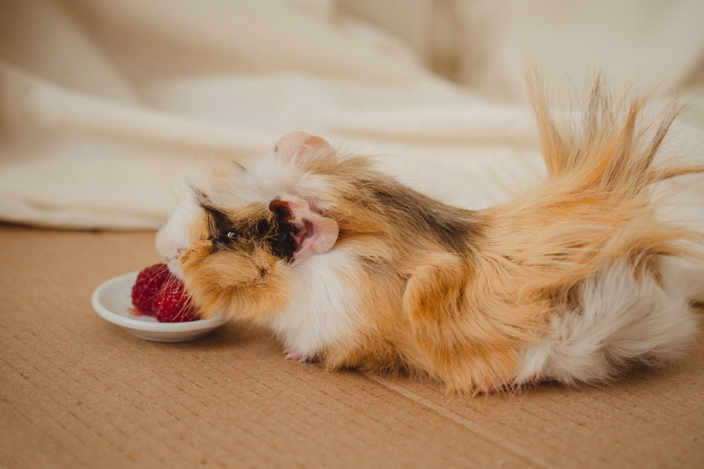 guinea pig raspberry