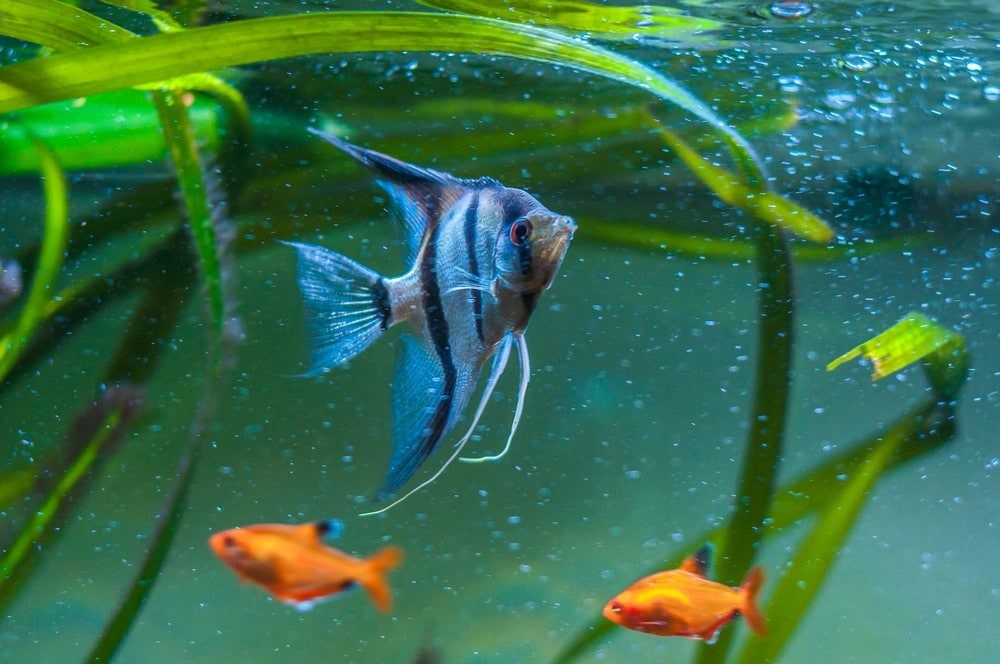 blue zebra type of angelfish