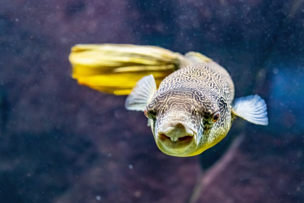 congo puffer fish