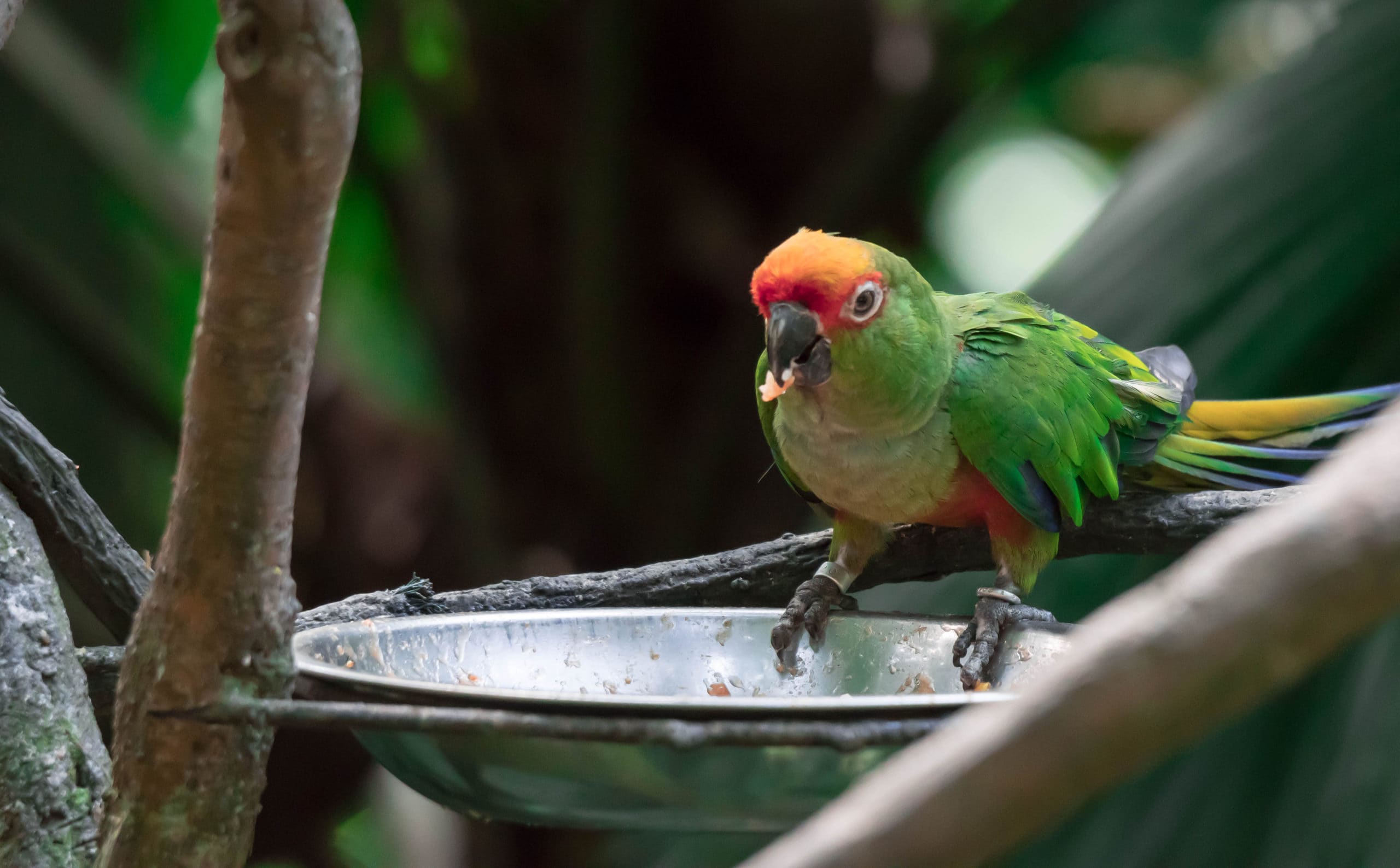 Golden capped conure