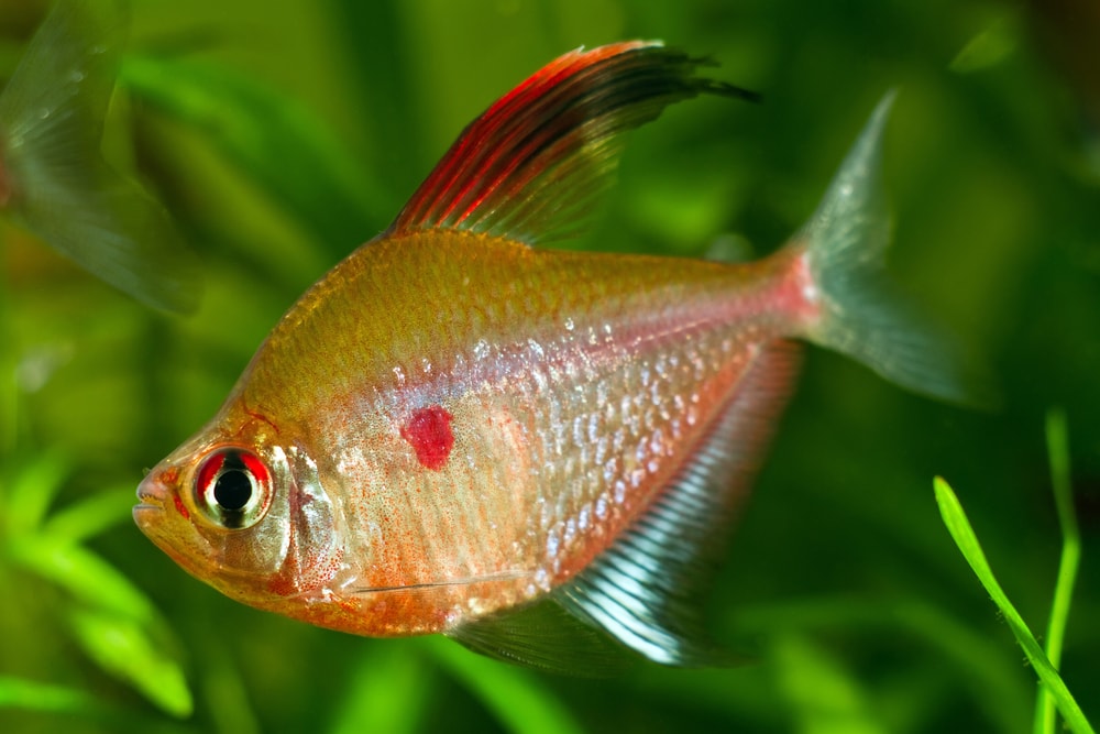Bleeding heart tetra