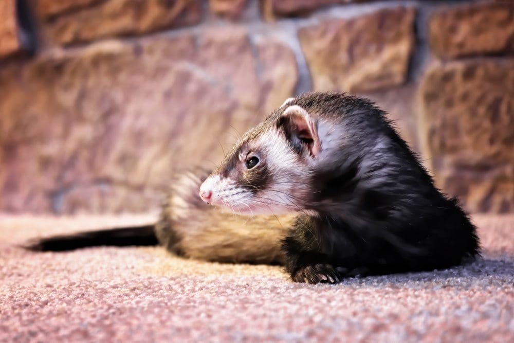 point pattern ferret